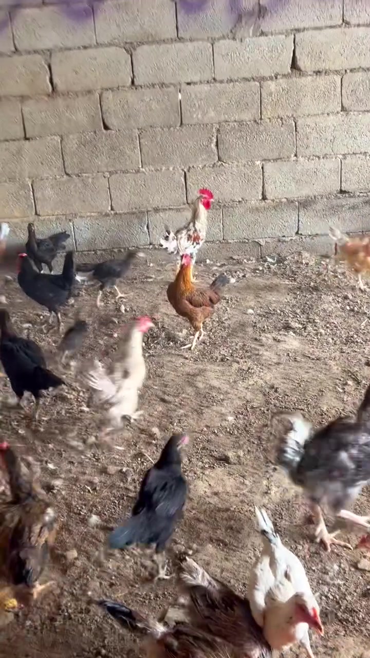 اللهم صلي على نبينا محمد /متاح دجاج عرب اصلي العدد 50تك شرط النصاحة سعر ازوج ((30))قفل قفل 🔒 مكاني ديالى بعقوبة لحديد 📞☎️***********
