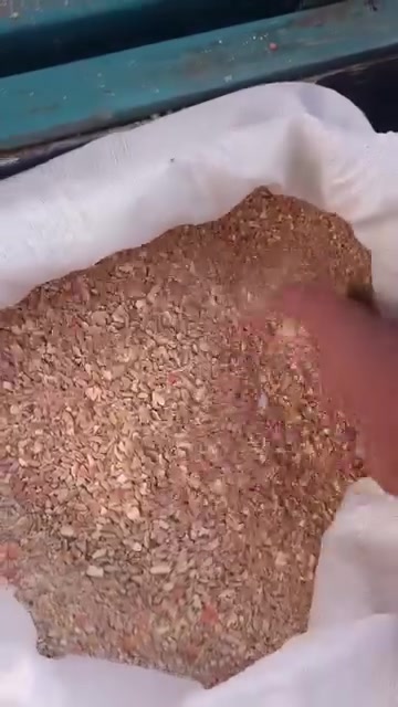 ولد • علفه زين • للبيع
