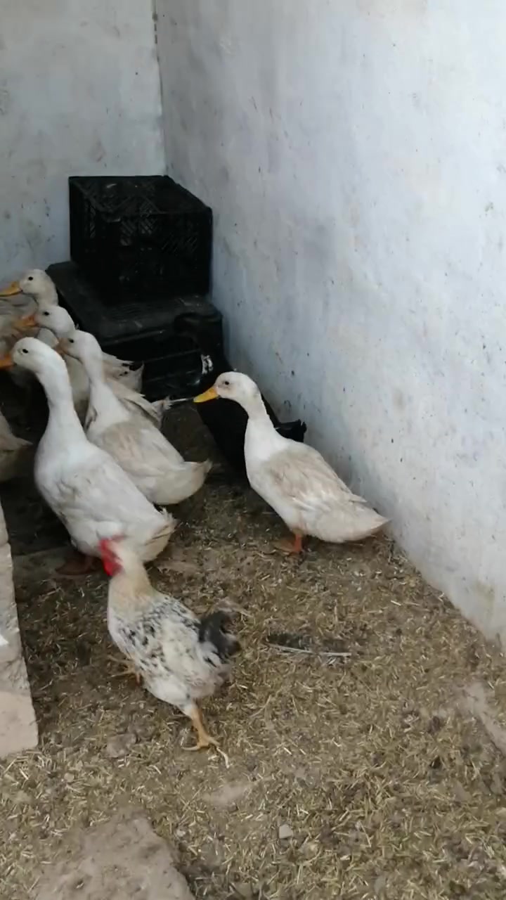 بط عراقي • عدد ١٠