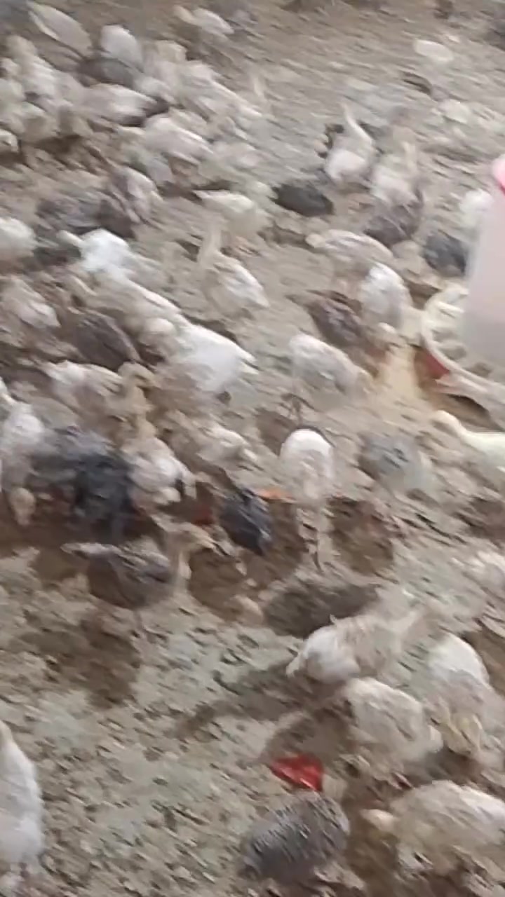 بەجکەقەلی ساخوتەندروست بۆفرۆشتن هەرکەس ئارەزومەندبوباپەیوەندی بکات بەم ڕەقەمانەوە ***********  ***********ناونیشان سلێمانی جوتی بە13000هەزارە
