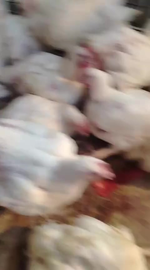 دجاج • ٢ كيلو وربع • توصيل