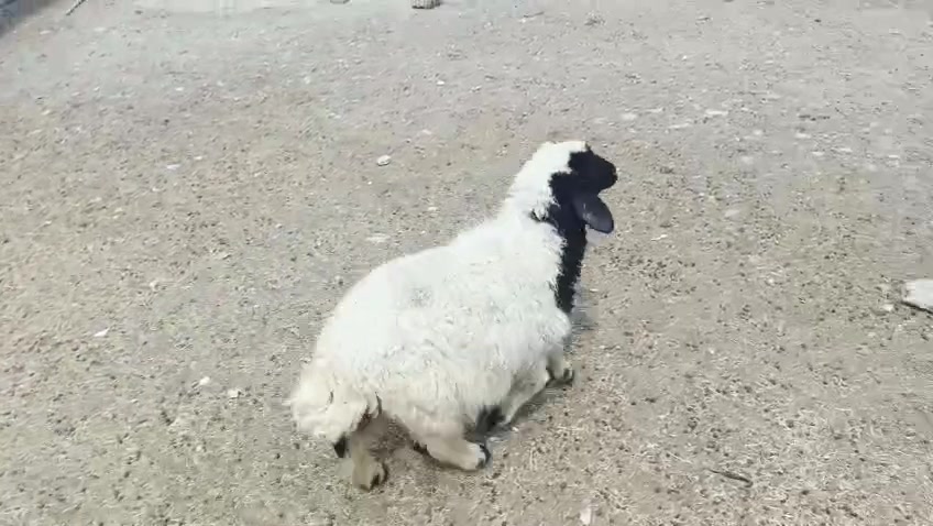 فطيمة • السنة • بيجي الحي العصري