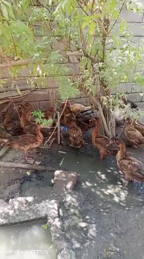 لا توجد تفاصيل
