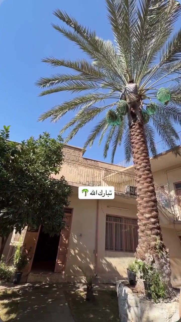تكريب نخل • قلع نخل • قطف ثمار