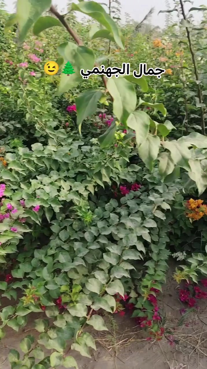 الديوانية • مشاتل • بركات الزهراء