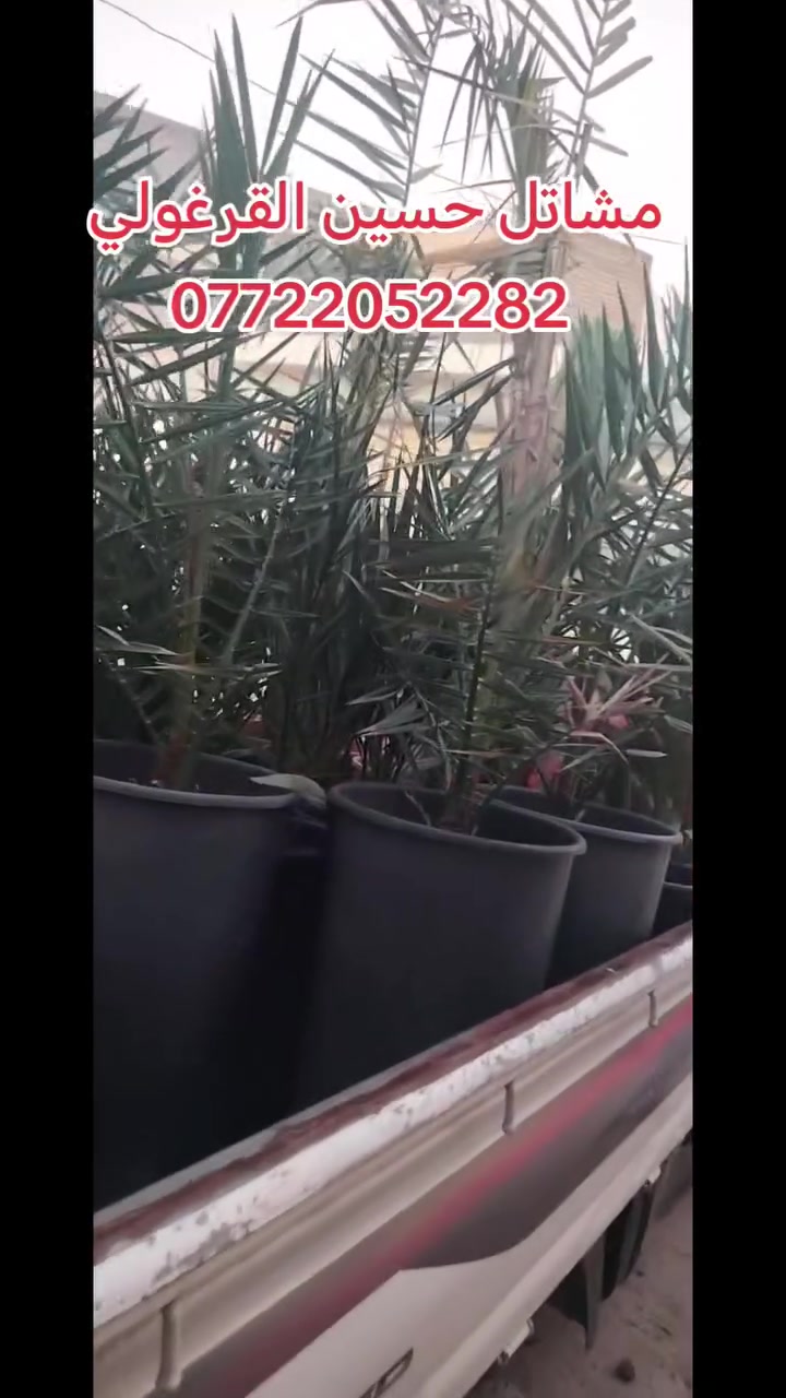 على بركة الله 🌴
✅تم تجهيز احد الاخوة من اهالي بعقوبة 🌴ب فسائل البرحي والمجهول والاصناف الاخرة للحجز والاستفسار الانتصال على الارقام التالية نتعهد بضمان الصنف لحين الاثمار📝 كما يوجد كادر لتخطيط الارض والزرعة وانشاء منظومة السقي 🌲
📞1️⃣***********
📞2️⃣***********
📍ديالى. ناحية السلام. منطقة سراجق.
