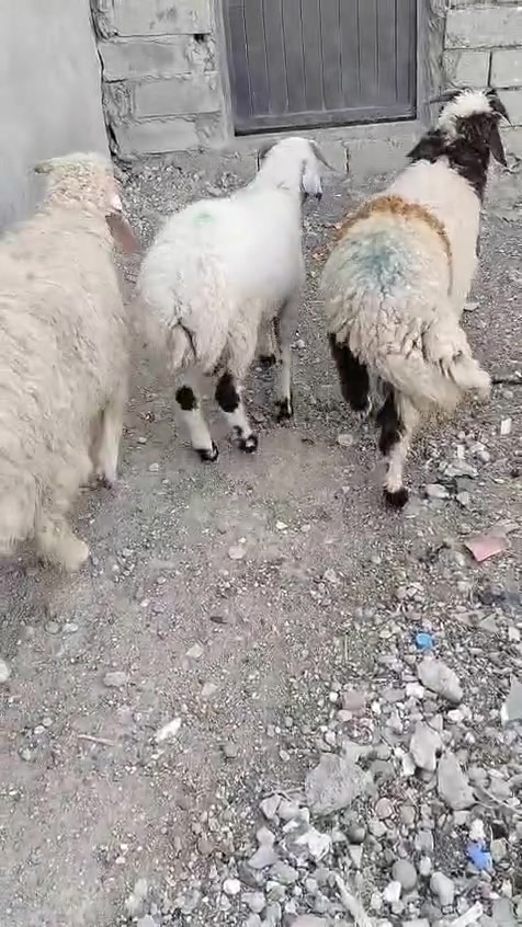 درجه اولى • سعر مناسب • عدد ٣