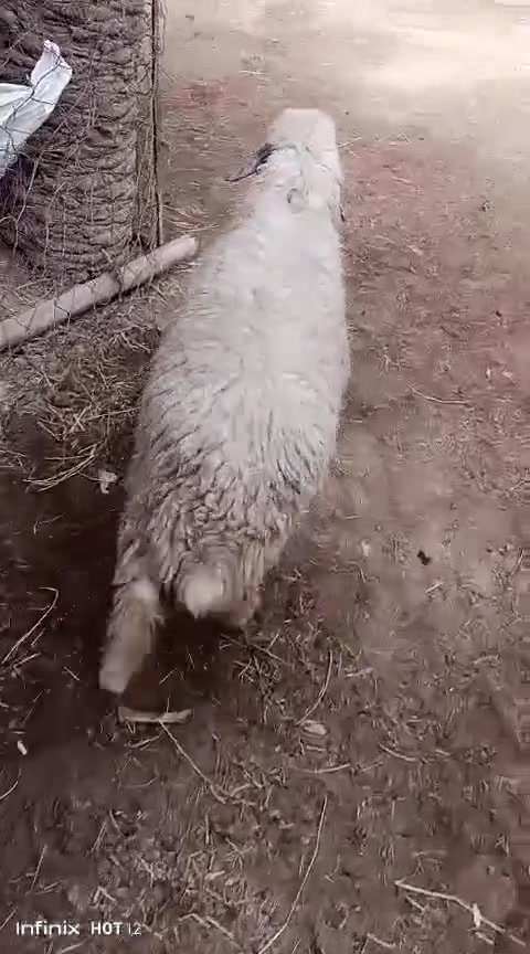 كربلاء طويريج • طليه بهمه • سمينه راويه
