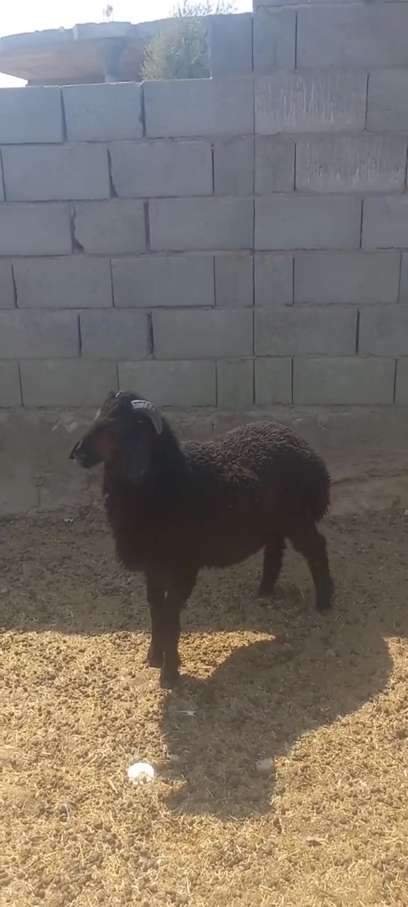اللهم صلي على محمد
للبيع خروف ربط رقم واحد خشانه ونصاح وعلى كل عيب عنوان حديثة الخفاجيه للستفسار اتصل وتدلل ***********يوجد توصيل حسب التفاق
