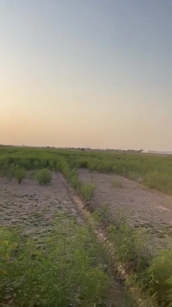 السلام عليكم ظمان سيسبان ٤٠ دونم +(٧)دوانم جله واسط قضاء العزيزية ***********
