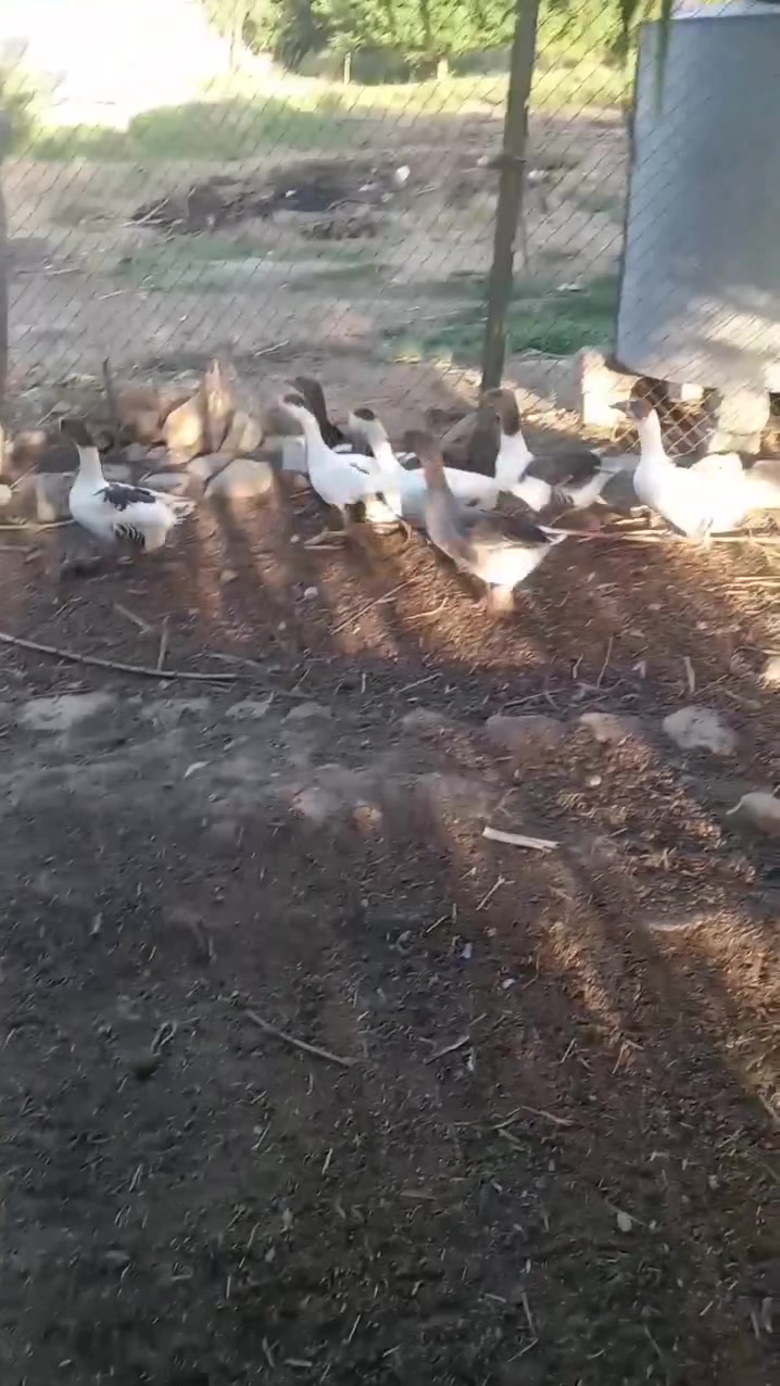 فاز • نضيف • للبيع