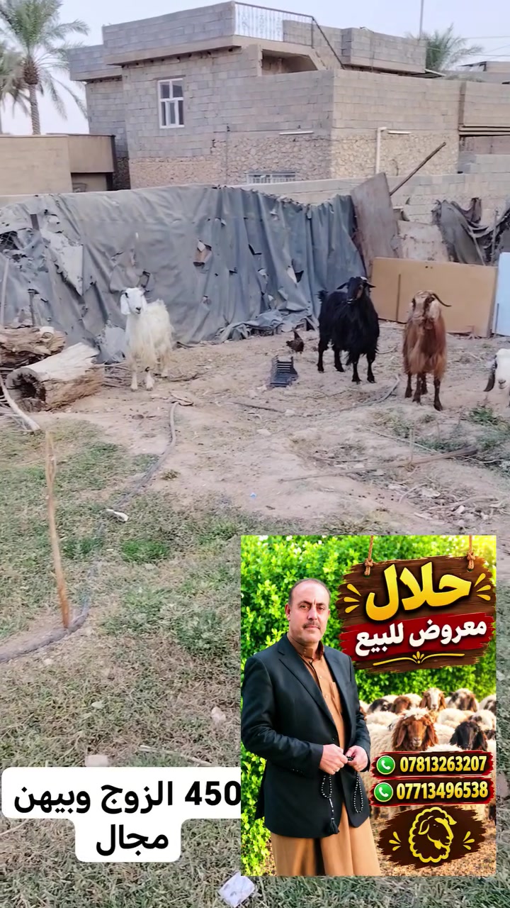 ناصحات ومحنيات وعل كل عيب امهات ثالث الزوج450 وبيهن مجال

