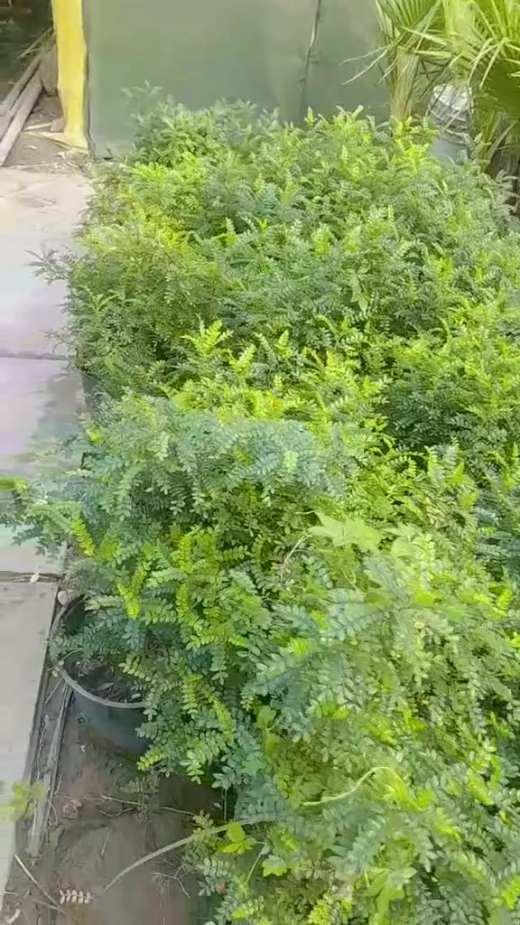 🌿 شتلات كبيرة وجاهزة للزراعة 🌿

إذا تريد نباتات مرتبة وجميلة تضيف لمسة خضراء مميزة لبيتك أو حديقتك 🌱✨
متوفر حالياً في مشتل حجي لؤي:

🌿 بخور — حجم كبير
🍃 دم العاشق — حجم كبير
🌳 فيكس — حجم كبير

شتلات قوية وحجمها ممتاز، جاهزة للزراعة والتنسيق 🌱👌

📍 العنوان: بغداد – الكريعات
🚚 يتوفر توصيل داخل بغداد

📞 للطلب والاستفسار: ***********

مشتل حجي لؤي — نزرع الجمال ببيتك 🌱

#مشتل_حجي_لؤي #شتلات #نباتات #نباتات_زينة #بغداد #الكريعات #حدائق #تنسيق_حدائق #نباتات_داخلية #نباتات_خارجية
