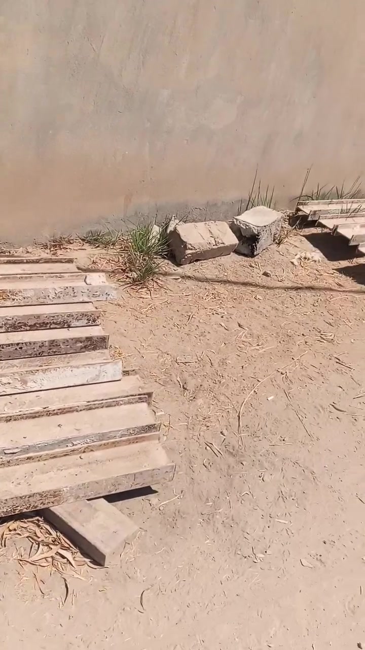 سلام عليكم شلمان بلجيكي اصل ابو الختم للبيع عدد 35 شلمانه بيه طول 6 و5ونص 4 ونص والباقي 3  رقم الهاتف *********** اتصل وبل خدمه شلمان نظيف جدا
