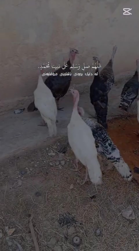 سلام علیکم فسيفس 10 ذكوره +14 نثيه بيه بيض وبيه لا سعر نثيه 30 وبيه سعره 25 والذكر سعره 45 وبيه سعره 40 عنوانه راوه للتواصل ***********
