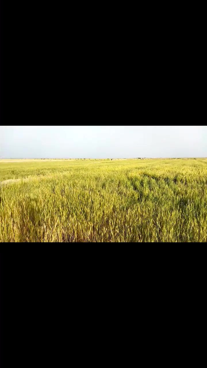 السلام عليكم  ارض للضمان موسم واحد
تحتوي على  ثلاث ابار  كذلك تحتوي على ماطور كهرباء وماطور گاز  الارض مساحه  50 دونم    مكروبه وجاهزه فقط  تعديل عليك    وانت مخير  بزراعة الارض شعير او حنطه  ماء حلو   الموقع محافظة النجف الاشرف  منطقة عيون الرحبه تبعد عن مزار عين الامام الحسن 3كيلو متر.  سعر الضمان للدونم الواحد  (150 الف)   اني مكلف بالنشر  للأستفسار اكثر  
اتصل على الرقم  ***********   
هذه الصور لموسم 2026   كانت مزروعه نصف الارض حنطه والنصف الثاني شعير  مع نصف دونم جت
