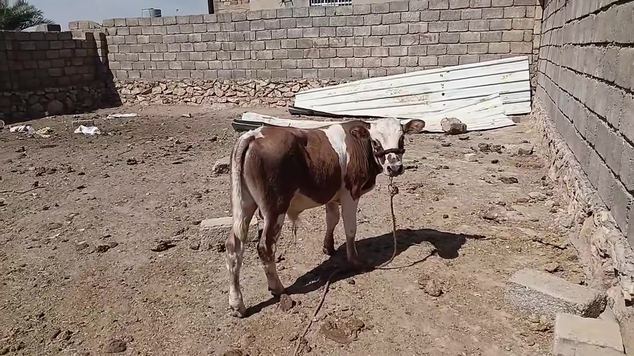 متاح حولي براون جنس أصلي نخله فسفوره عريض منخب شراي يتصل مكان قرية تلواعي ***********
