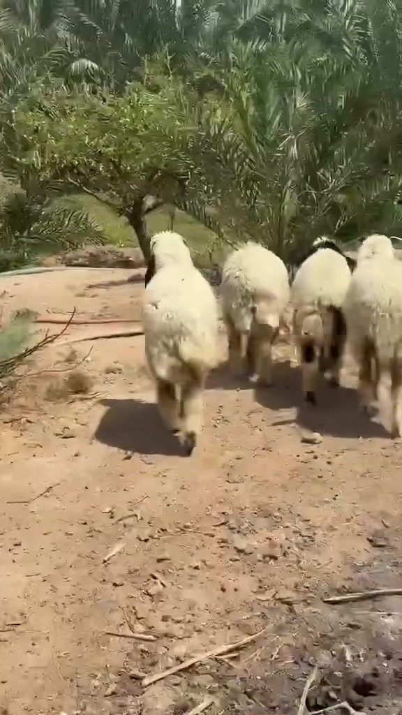 طليان ٢فحله و ٢نثايه ب ٣٤٠الف الواحد المكان البصره اتصل ما ارد خاص او واتساب ***********
