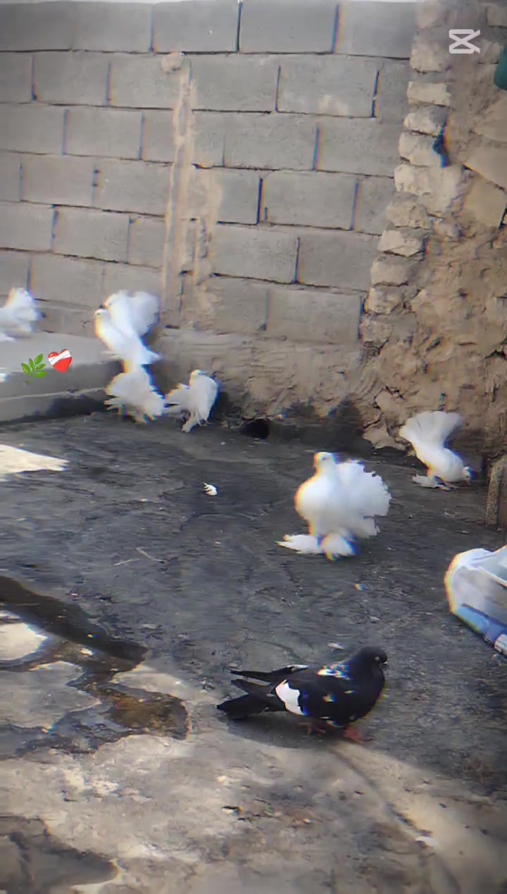 متاح عريس خمس زوج بيه جوه فروخ او بيه اربع مخليف العدد عشره طيور المكان هيت عريس حيل حلوه *********** هذه رقمي بي وتساب
