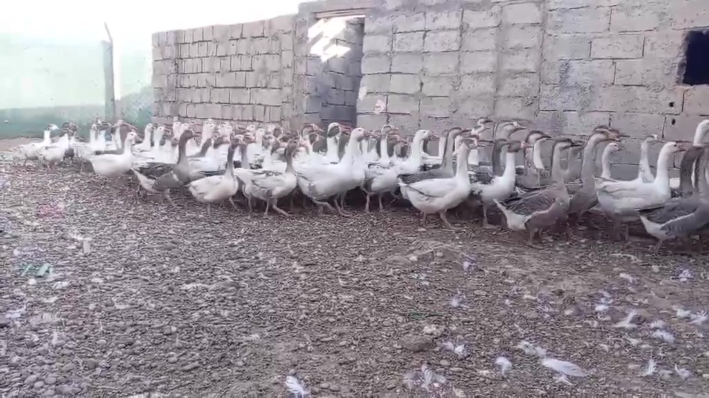 مجموعة كبيرة • حلوة • عەربەت