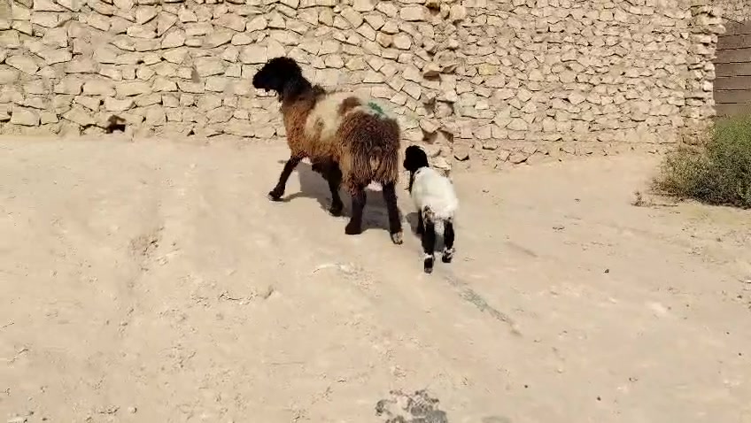 سمينه • مكفوله • حديثه
