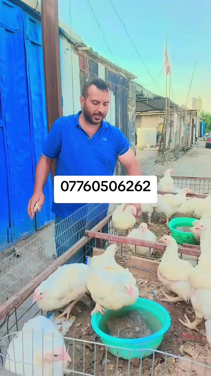 تفليش • ذبح • مجاني