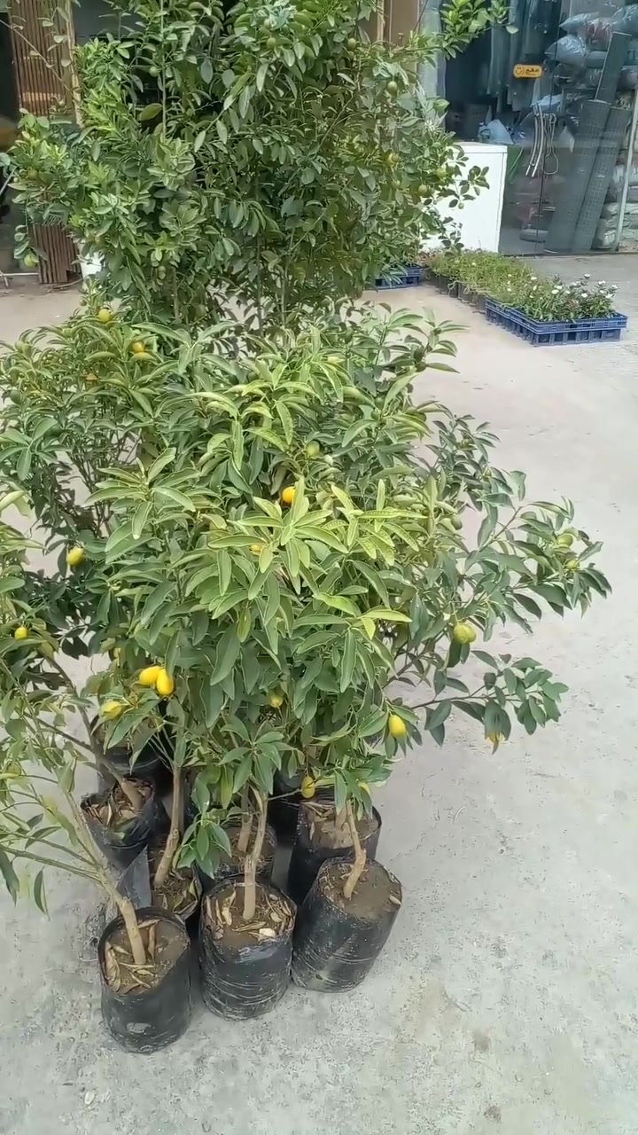ليمون • برتقال صيني • حي العدل