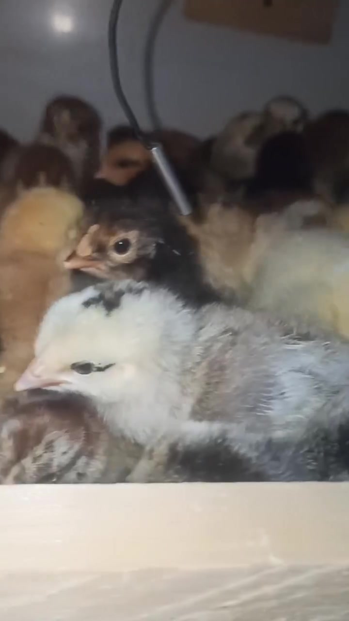 🐣 خدمة تفقيس البيض 🐣

نوفر لكم خدمة تفقيس البيض بعناية واهتمام، مع متابعة مستمرة لضمان أفضل النتائج بإذن الله.
بيض بط 
بيض دجاج 
بيض فسيفس

🥚 تفقيس بيض الدجاج والطيور
🌡️ متابعة الحرارة والرطوبة
🐥 عناية بالصيصان بعد الفقس
📦 استقبال كميات مختلفة

📞 للحجز والاستفسار:***********
✨ بيضك أمانة… نعتني به حتى يفقس! 🐣
