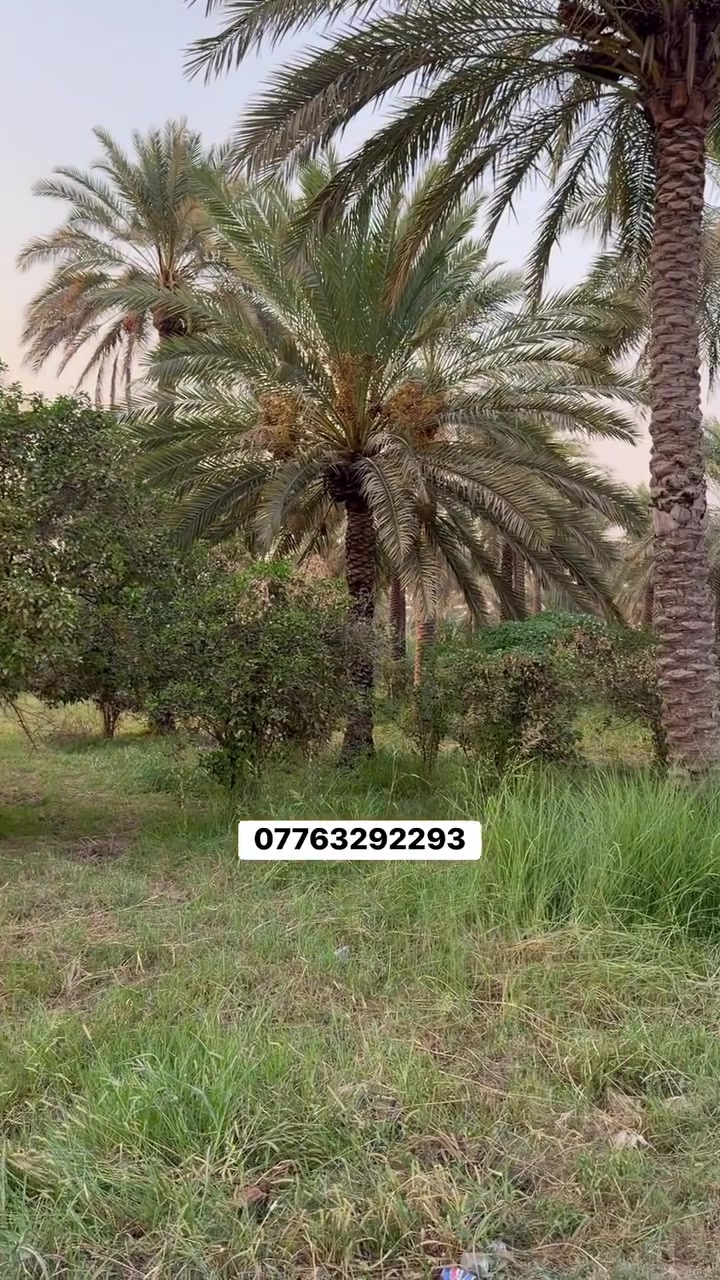 دونمين • المدائن الجعارة • طابو سند ٢٥