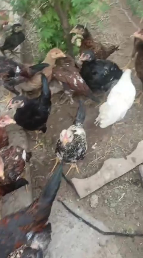 فراريج عرب • الوان حلوة • بيجي