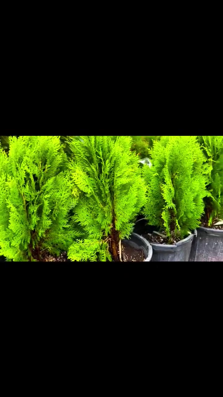 زهور جديدة • أشجار زينة • مشتل هيت