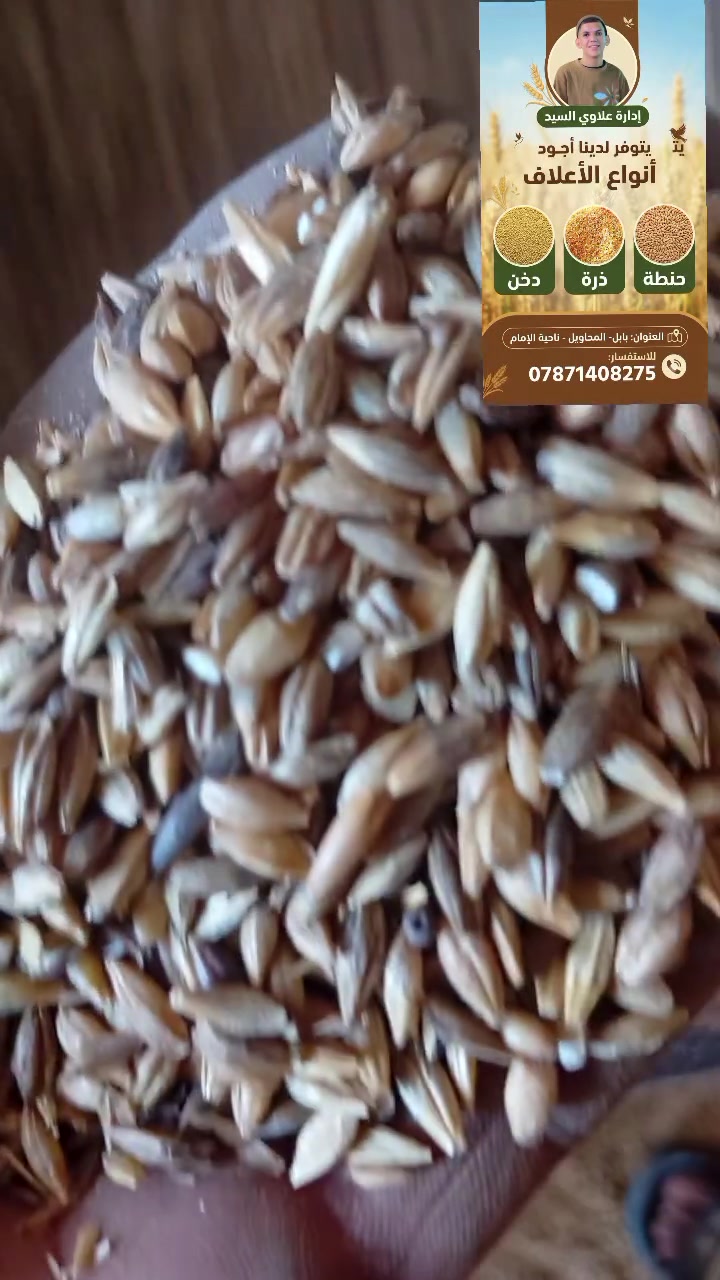 ذرة مكسرة • علف طيور • بابل المحاويل