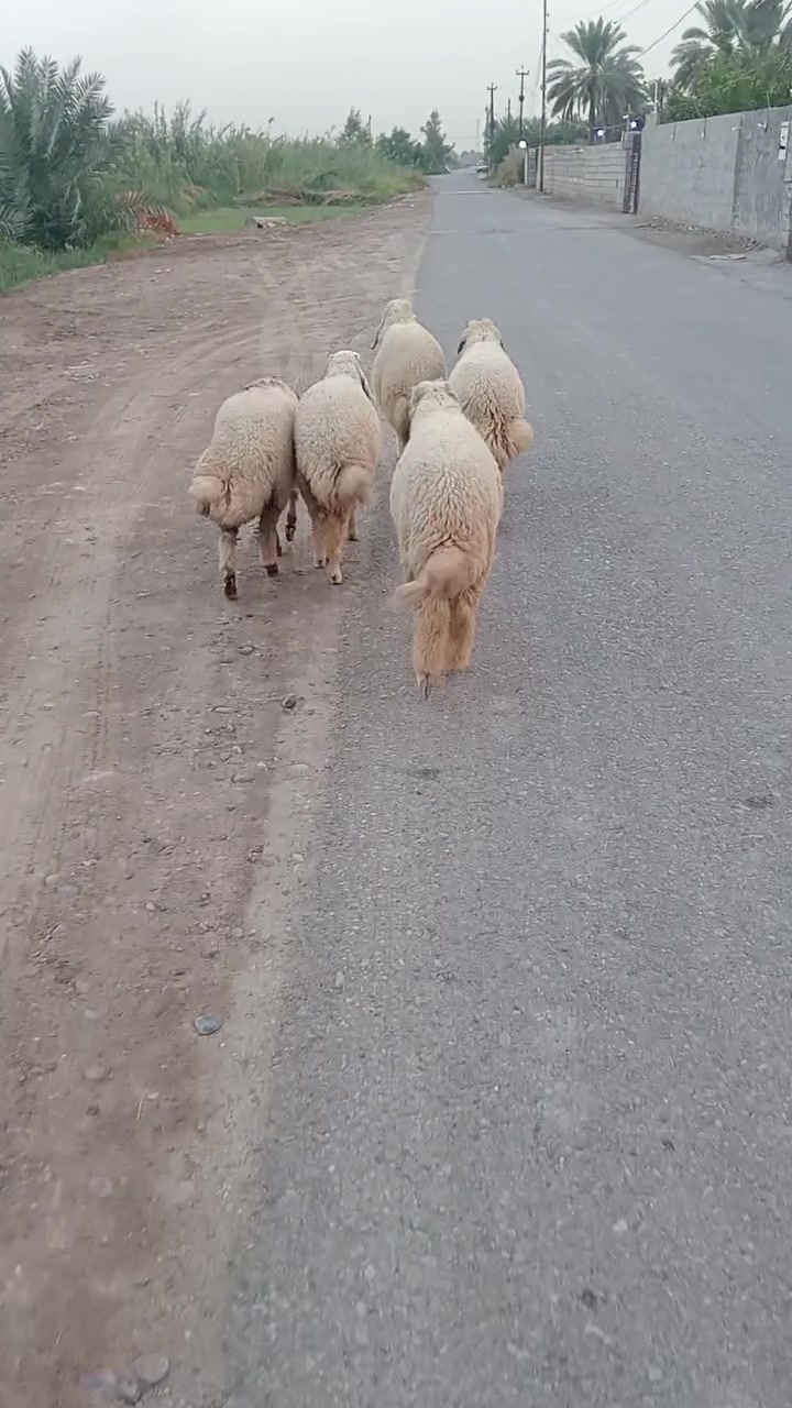 طليان • الراشدية • ٣ فحل ٢ فطايم