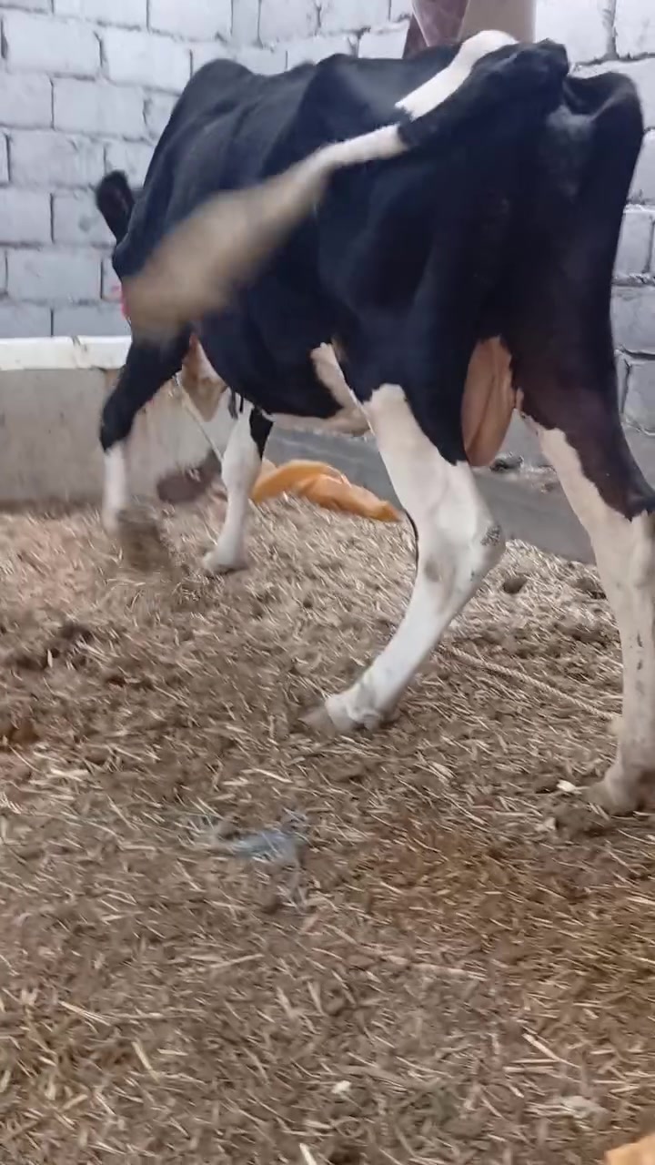 جمه عرموطه • اصلي • توصيل