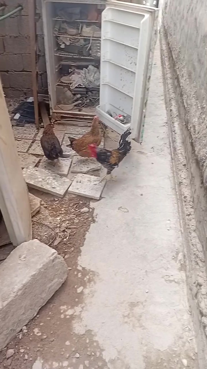 دجاج
 ثنين وديج واحد عرب البيع دجاجات بيضات وصحتهن زينه سعر 50 كلهن وبيهن مجال عنوان زعفرانيه شارع الكهرباء واهده رقمي واتساب ***********
