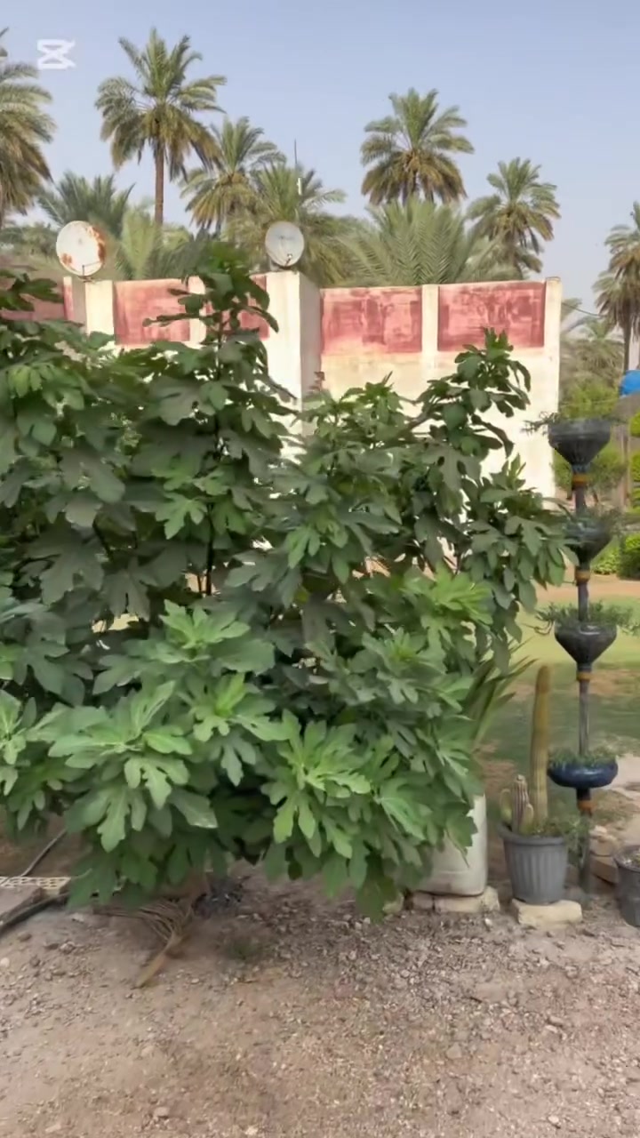 �🏡 أعدنا نشر الفيديو حتى نوضح لكم تفاصيل البستان والدار بشكل أوضح، ونذكر جميع التفاصيل التي تهم المشتري.

📍 الموقع: الصويرة – جويمسية الغربية، بالقرب من جامع الصحابة الكرام.

📐 المساحة: ٣ دونم، مع دار سكن.

💧⚡ الخدمات متوفرة بالكامل:
حصة ماء + كهرباء + تبليط.

🍊🌴 البستان مثمر ويحتوي على:
• حمضيات متنوعة ومثمرة.
• ما يقارب ١٠٠ نخلة، تضم أنواعًا متنوعة من التمور.

✨ فرصة مميزة لمن يبحث عن بستان مثمر مع دار سكن، بموقع جيد وخدمات متوفرة، مناسب للسكن أو الاستثمار.

📞 للاستفسار والتفاصيل: [‭***********‬]
