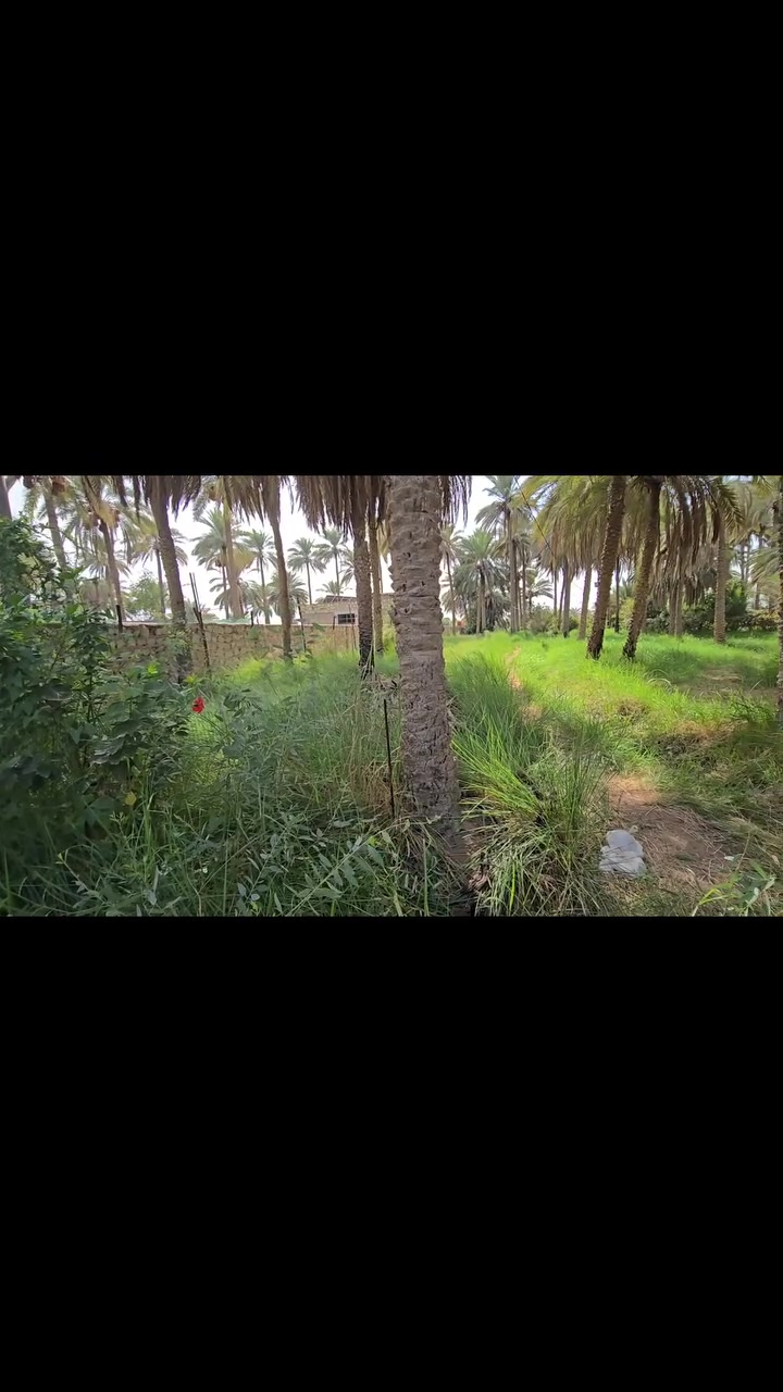 الكوفة شارع ال عيسى • ٢٠٢٥م • طابو زراعي سند ٢٥