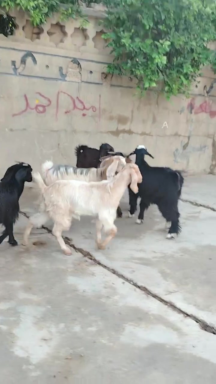 جداية • صخلات • توصيل