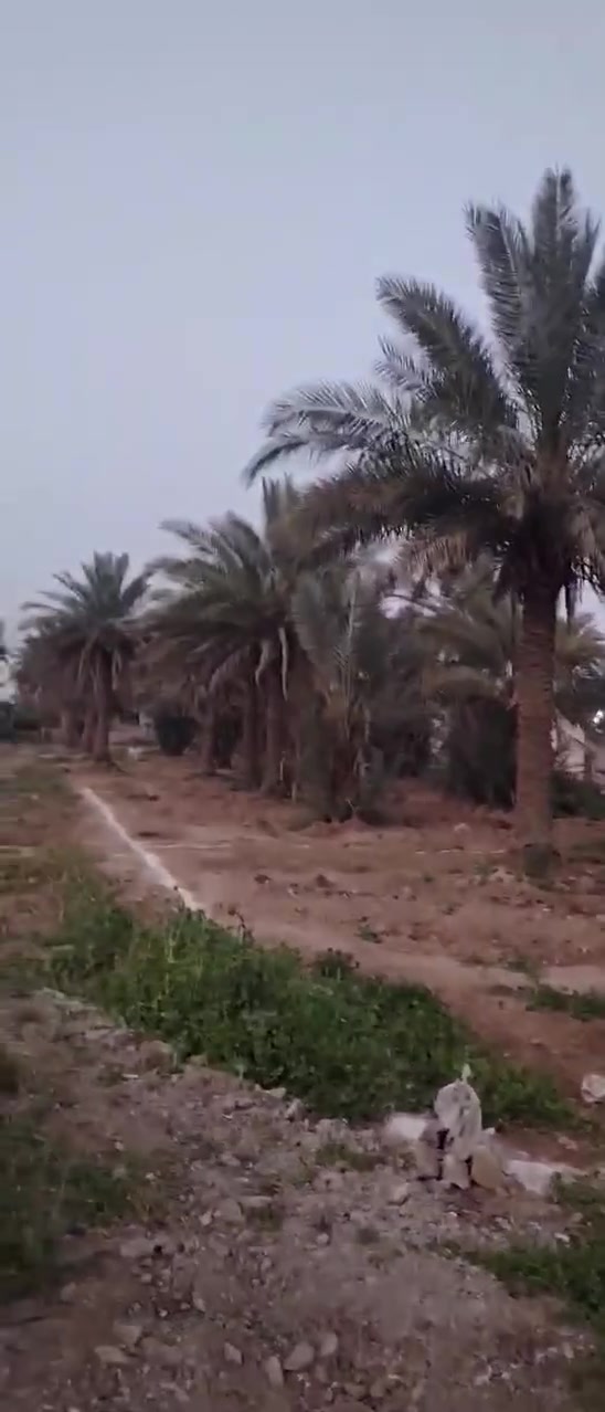 #اعلان السلام عليكم قطع أراضي للبيع الموقع ديالى المقدادية الهارونية تقاطع العبارة الصدرانية المساحة الكلية 1000 متر مقطعه 5 قطع كل قطعة 200 متر للاستفسار اكثر اتصل وتدلل ***********
