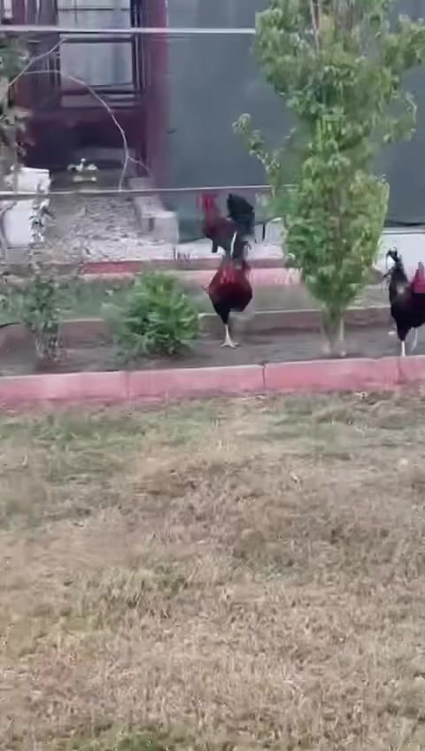 ٤٠ ديگ شمسي • بدون عمولة • بابل كيش