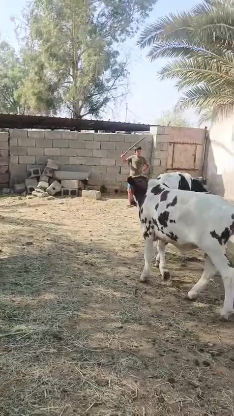 عجول فحله    شرط، الصحه, فريزي، العدد ،, 7
سعر ، الواحد، 1,800 وبيهن  مجال بسيط للشراي رجاء اخوي لحد يعامل بالمنشور   

العنوان الكوت  

***********بيه  واتساب 

***********
