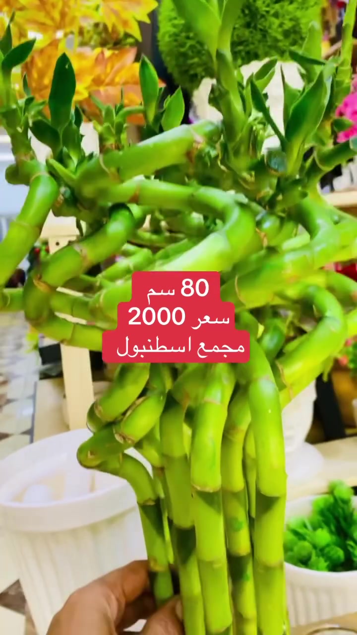 عصى موسى • طبيعي • خانقين