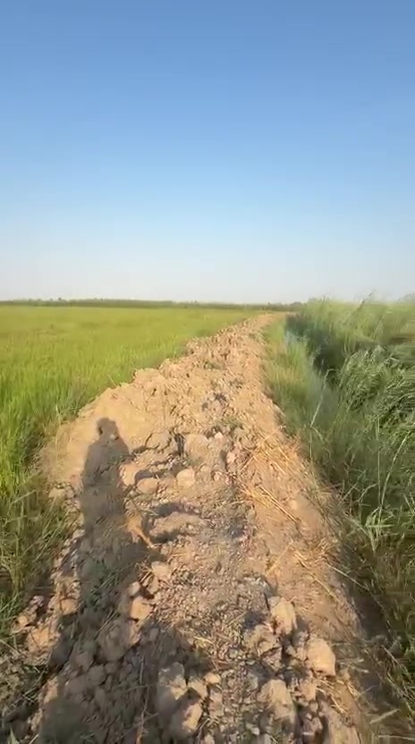 السلام عليكم كاع طابو زراعي ق 25 قرب الطاقه  مساحة الكاع  13 دونم  ملاحضه الكاع جيده تزرع صيفي شتوي  يوجد ماء + كهرباء   تحويل  مباشر    ***********
