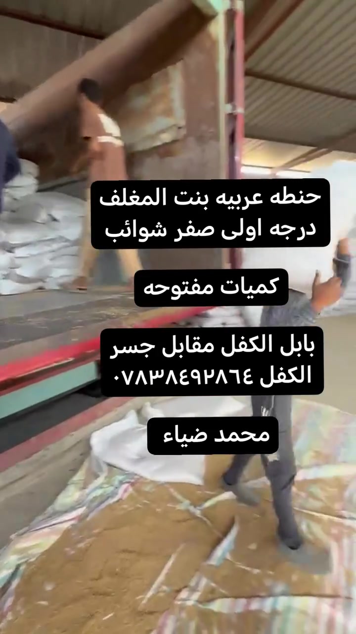 بنت المغلف • إنتاج عالي • بابل الكفل