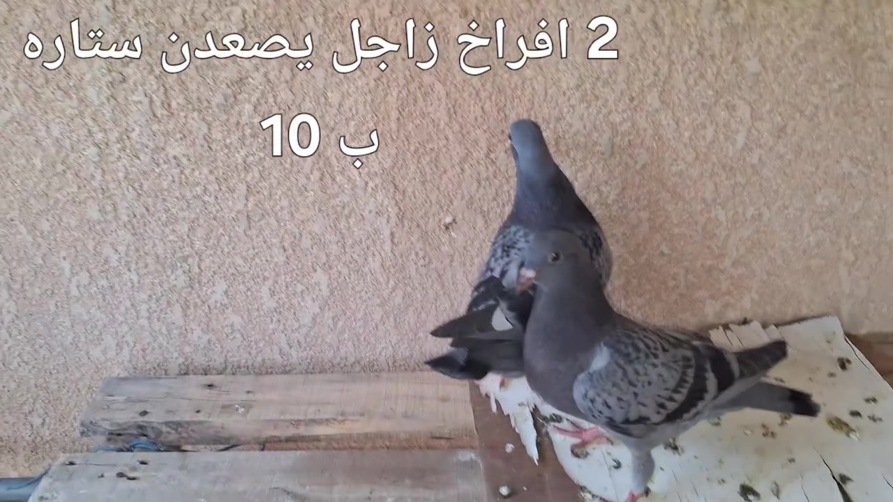 تكريت القادسية قطعه 500
***********
