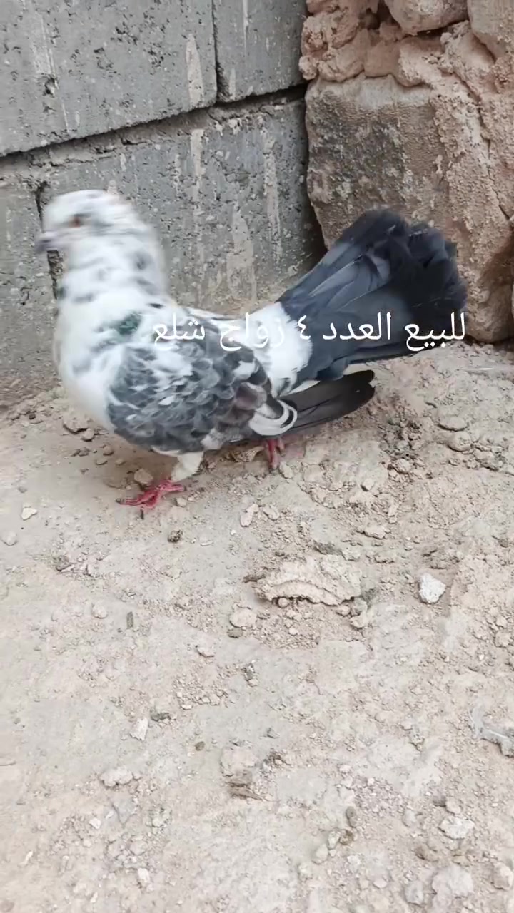 مشاجير رس • خط أول • ٥ زواج