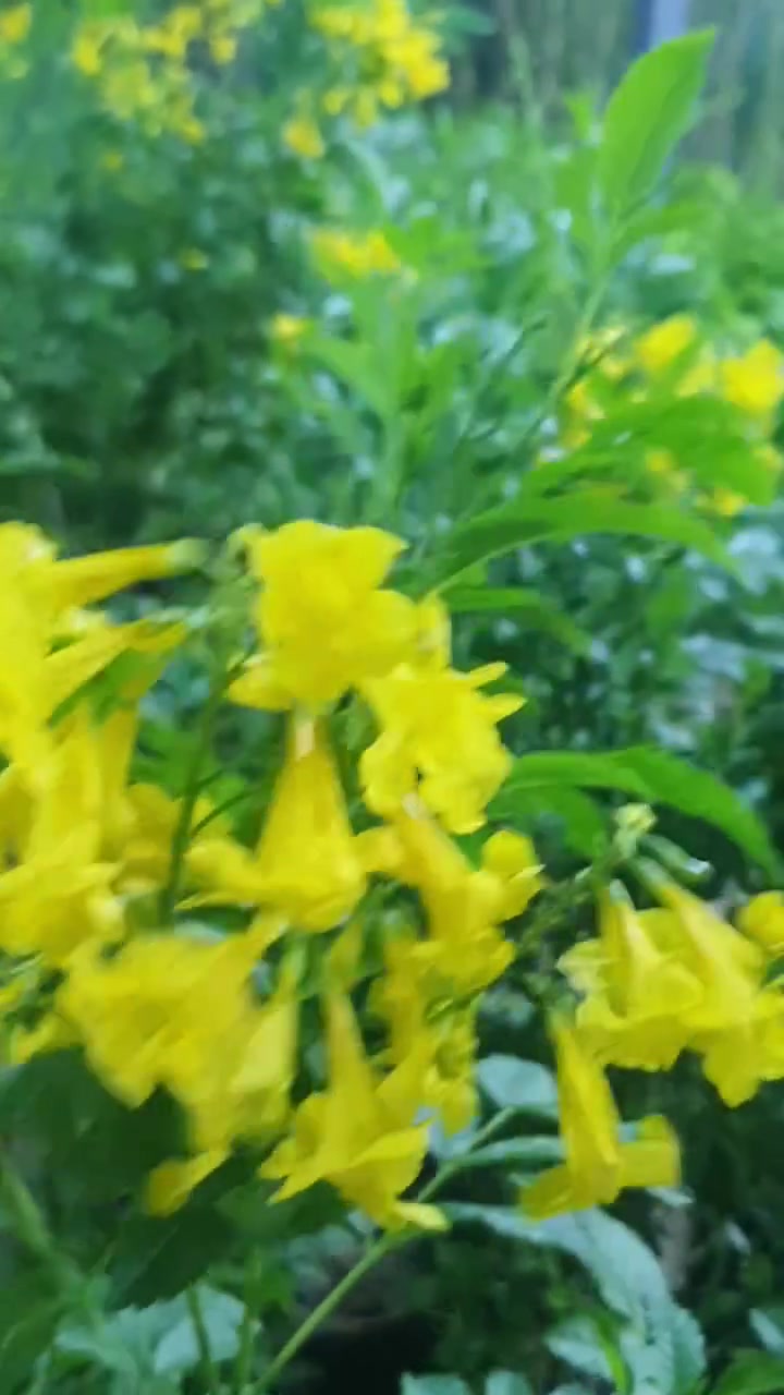 مشتل لونا • نبات انتيكوما • ثيل طبيعي