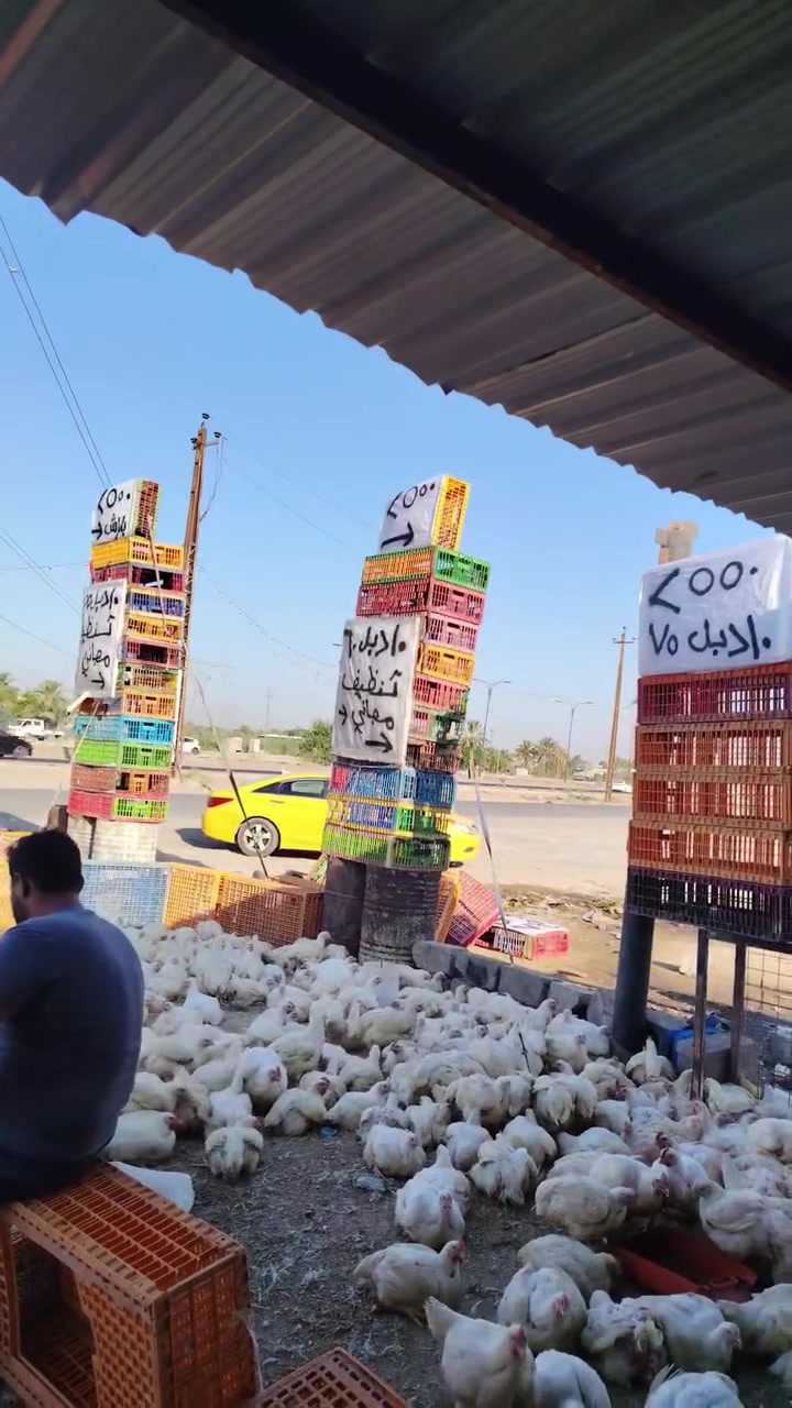 علوه دجاج علاء سعر كيلو  ٢٥٥٠
تنضيف مجاني
10 دجاجات خشن 55
مستعدون لتجهيز كافه المناسبات والمطاعم باسعار مناسبة وتوجد عروض خاص للمناسبات *********** ***********
