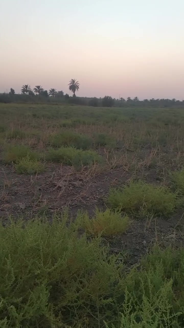 الجربوعيه • طابو زراعي • ٥ دونم