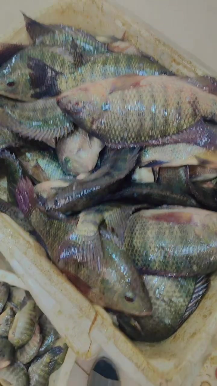 شانك عدل خشن 3500
***********
